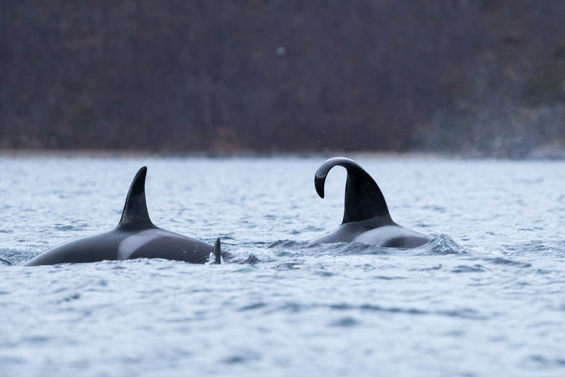 På Seaworld och liknande kan svärden se ut så här hos "ledsna" individer