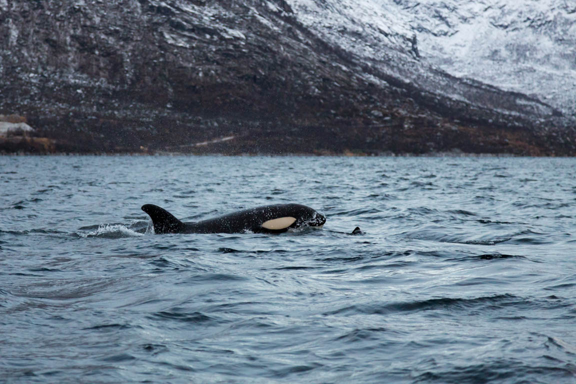 Späckhuggare, Killer whale, Orcinus orca