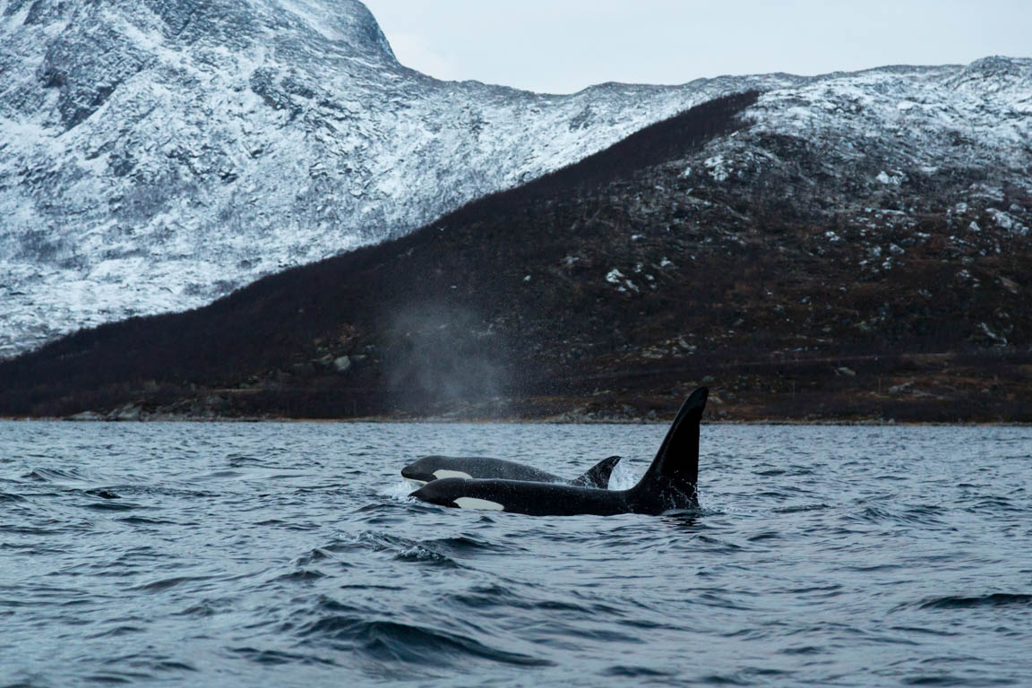 Späckhuggare, Killer whale, Orcinus orca