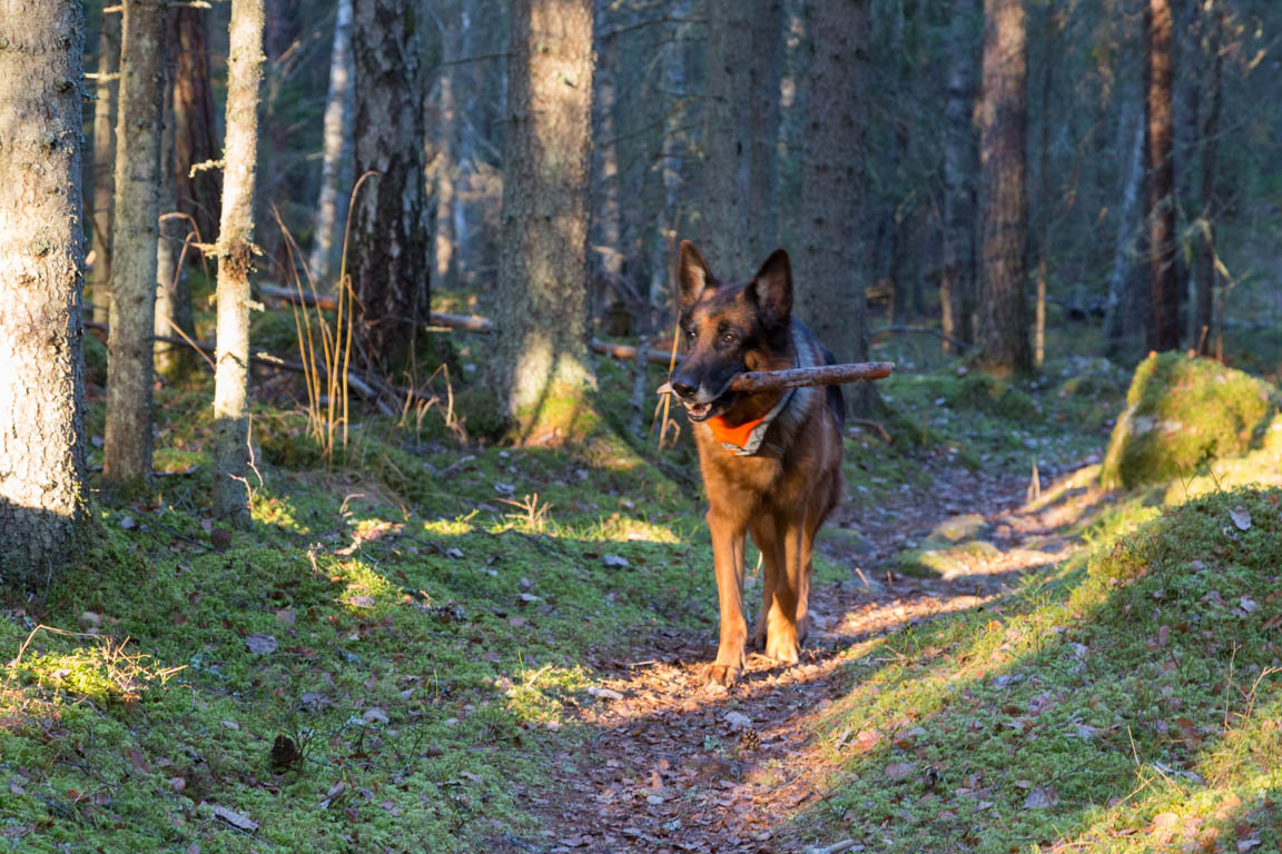 Pinnjägaren