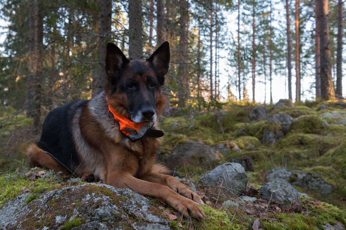 Världens vackraste hund