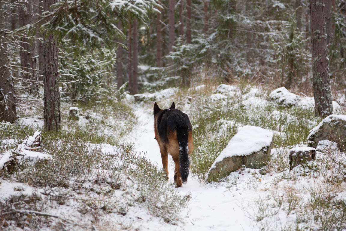 Ozzy trivs i skogen