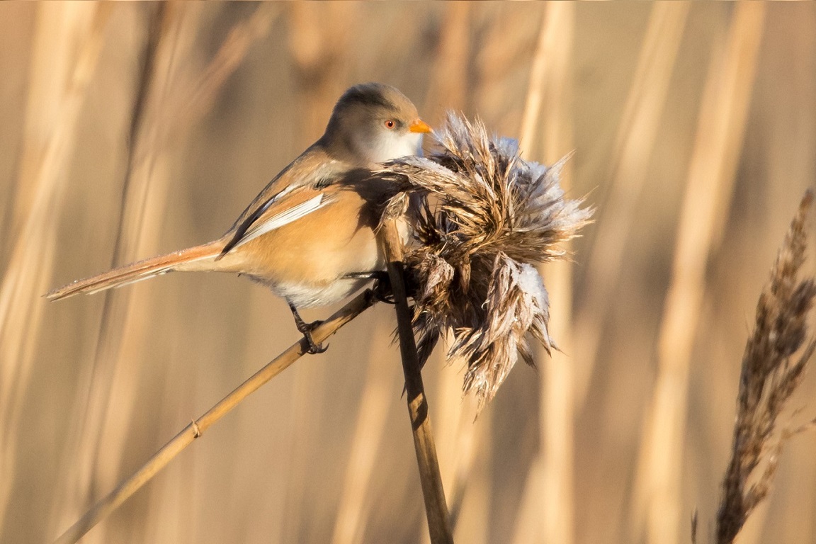 Skäggmes, Bearded reedling, Panurus biarmicus