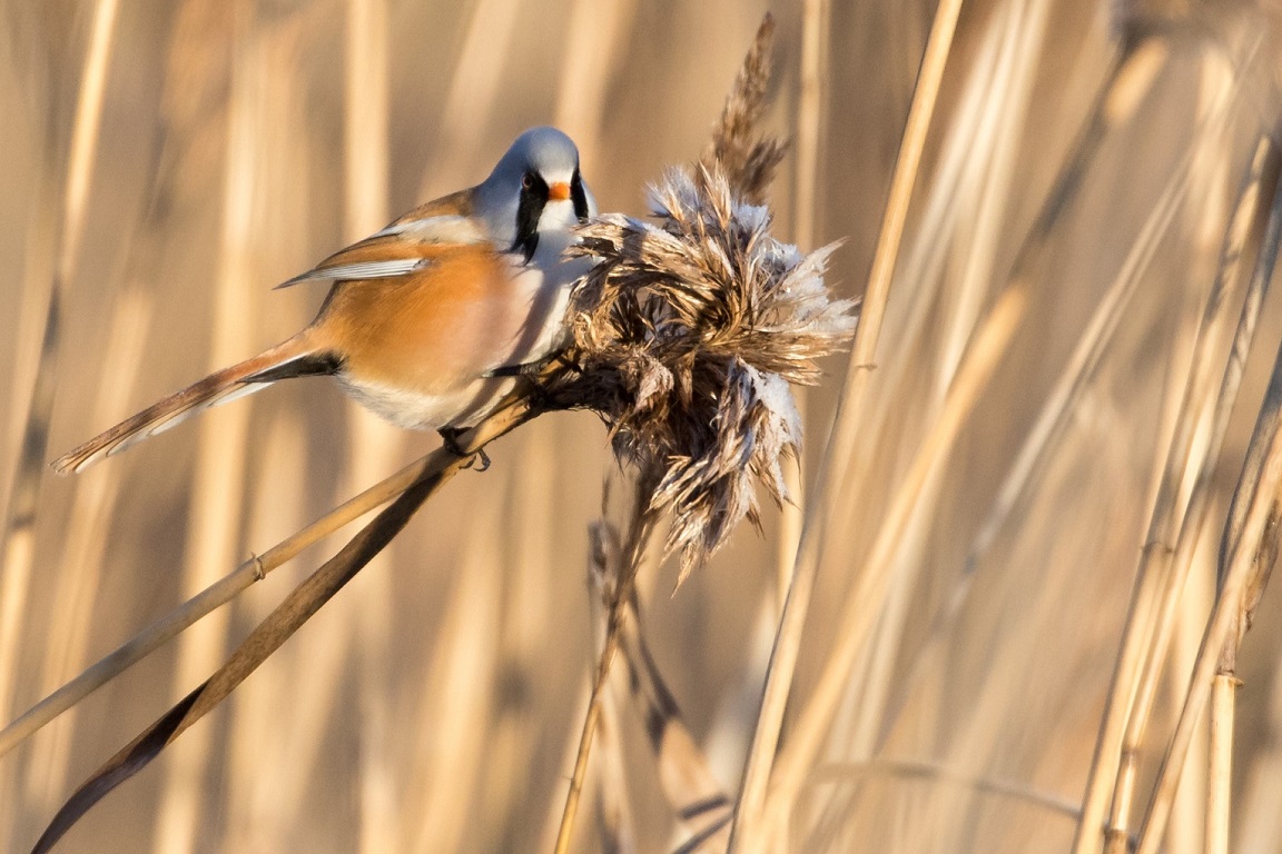 Skäggmes, Bearded reedling, Panurus biarmicus