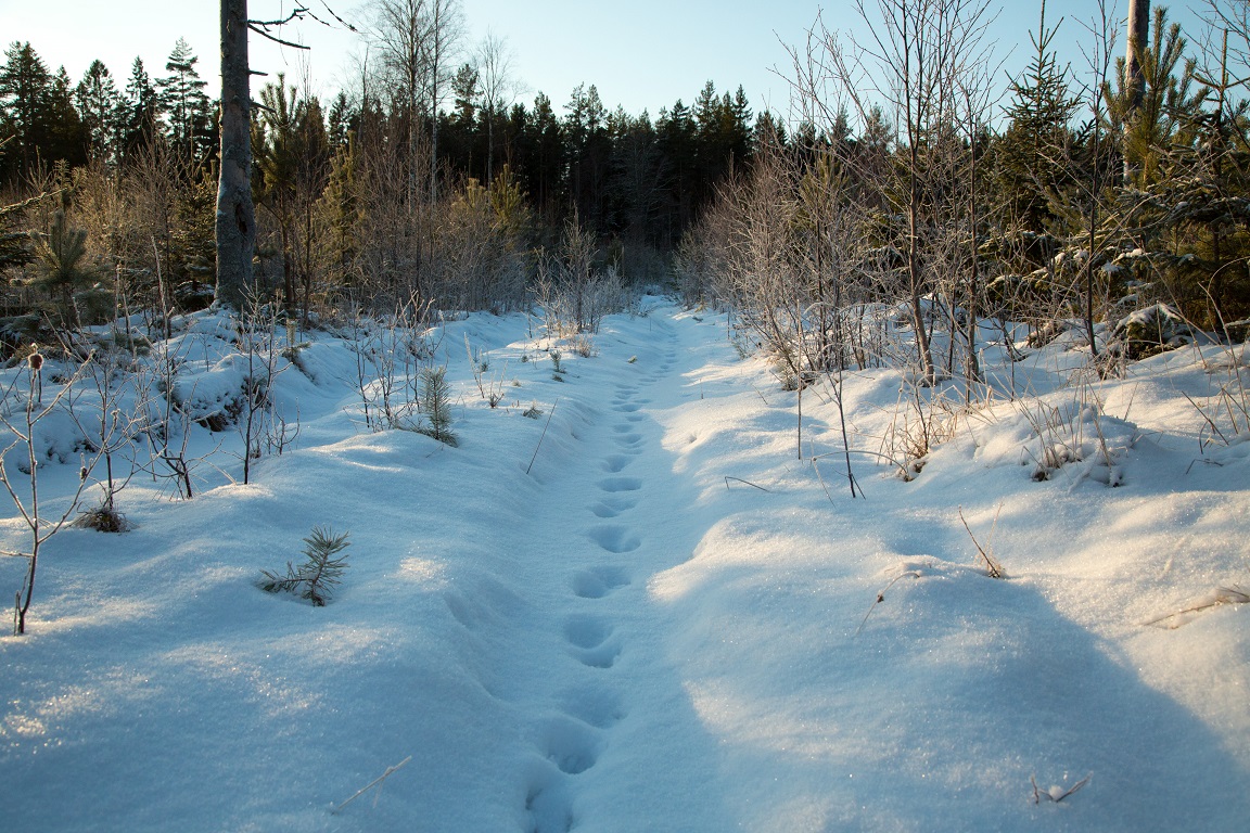 Vi följer i älgens spår