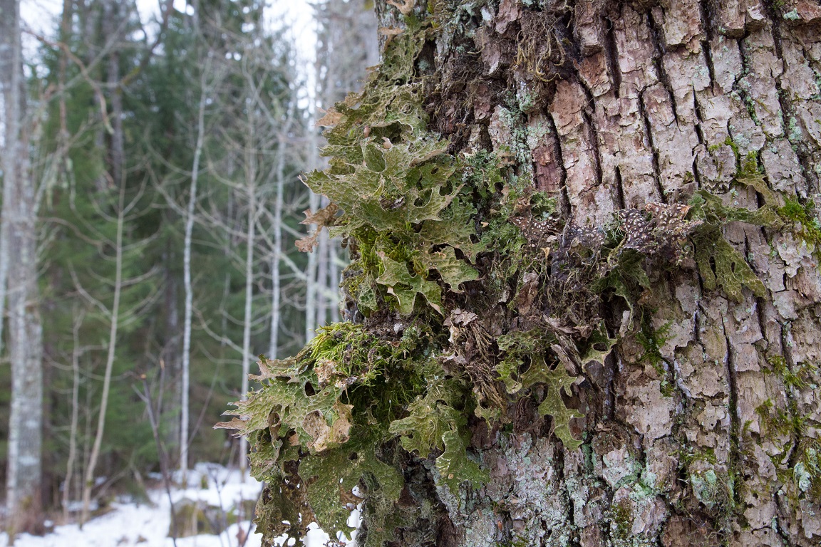 Lunglav, Lungwort, Lobaria pulmonaria