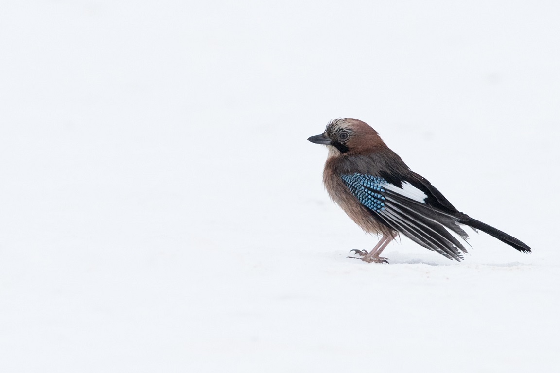 Nötskrika, Eurasian jay, Garrulus glandarius