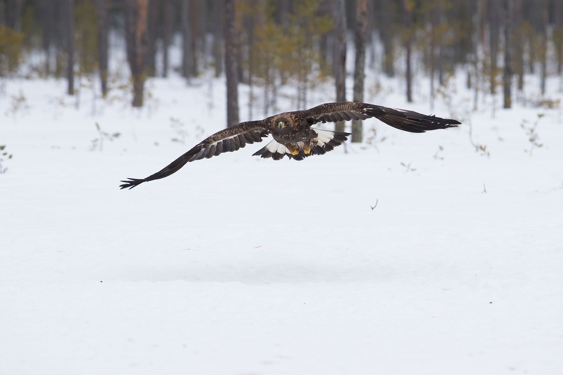 Kungsörn på inflygning