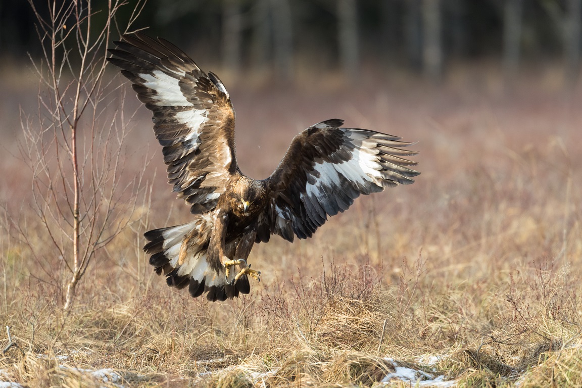 Ännu en inflygande kungsörn