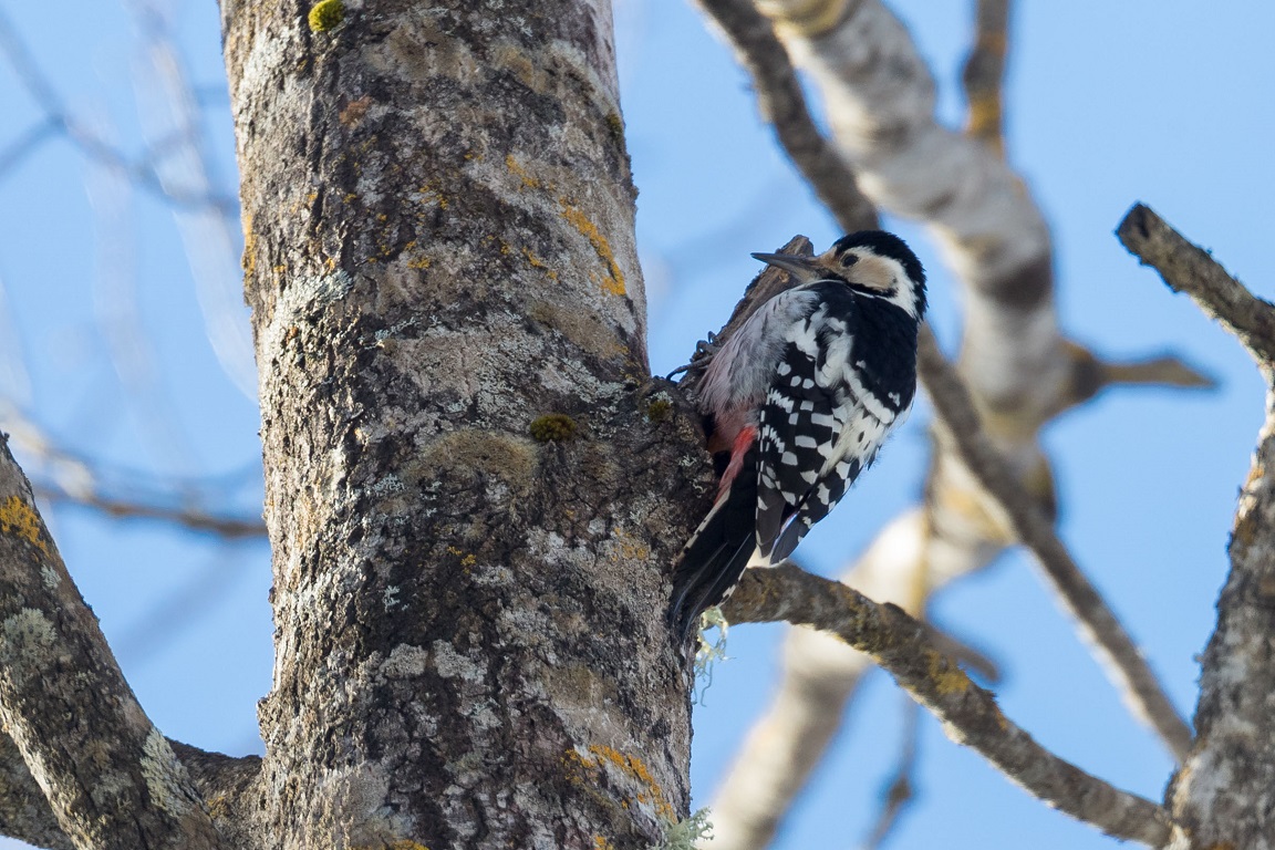 Vitryggig hackspett, White-backed Woodpecker, Dendrocopos leucotos