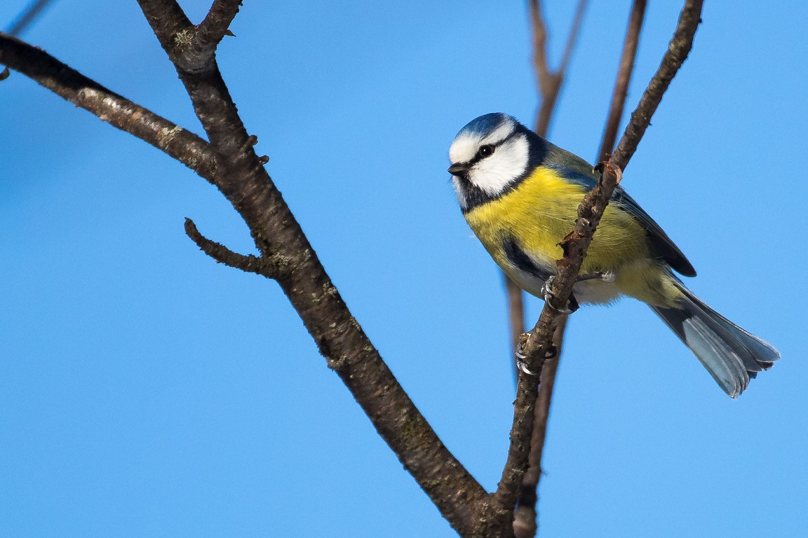 Blåmes, Blue Tit, Parus caeruleus