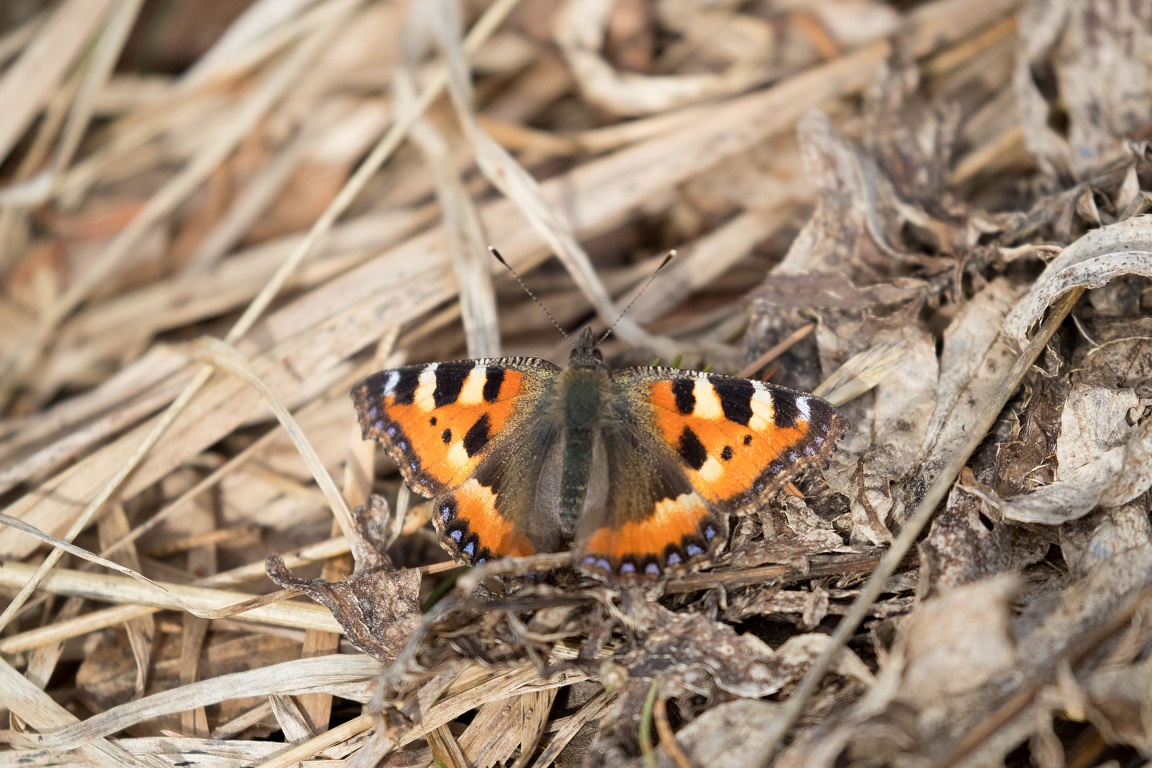 Nässelfjäril, Small Tortoiseshell, Aglais urticae Linnaeus