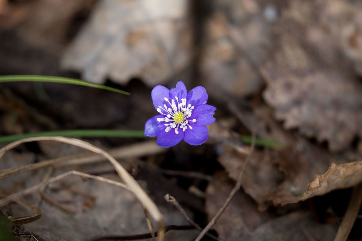 Blåsippa, Liverleaf, Anemone hepatica