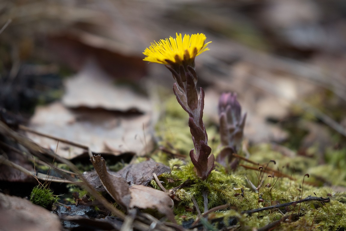 Hästhov, Coltsfoot, Tussilago farfara