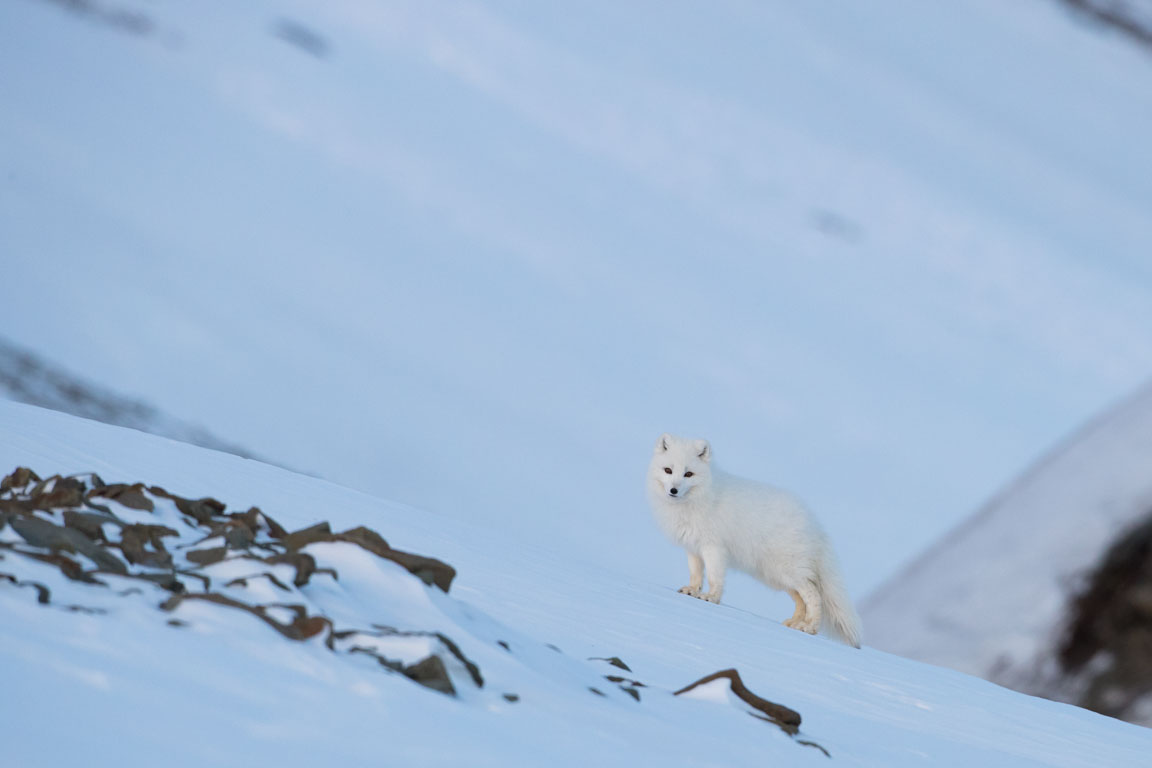 Fjällräv i nattljuset