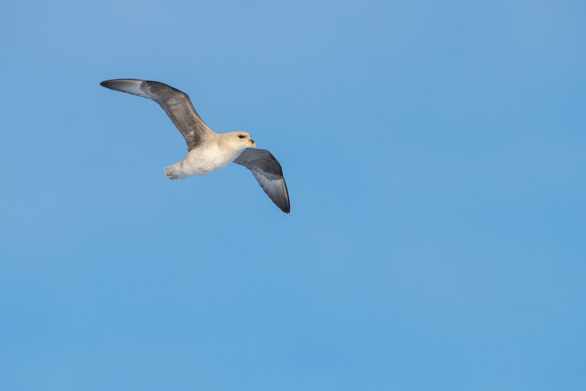 Stormfågel, Northern fulmar, Fulmarus glacialis