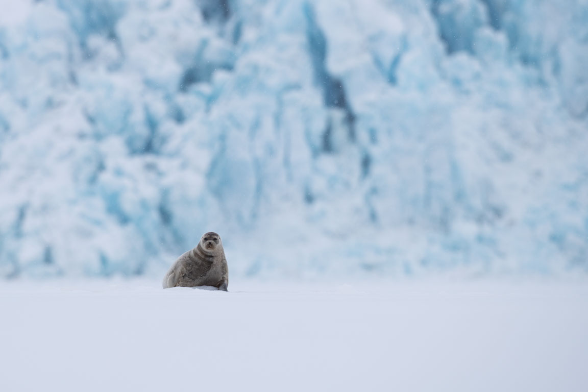 Vikare, Ringed seal, Pusa hispida