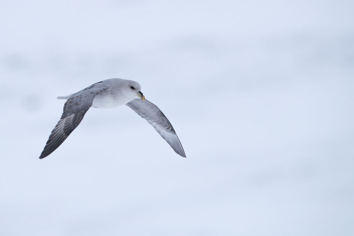 Lågflygande stormfågel