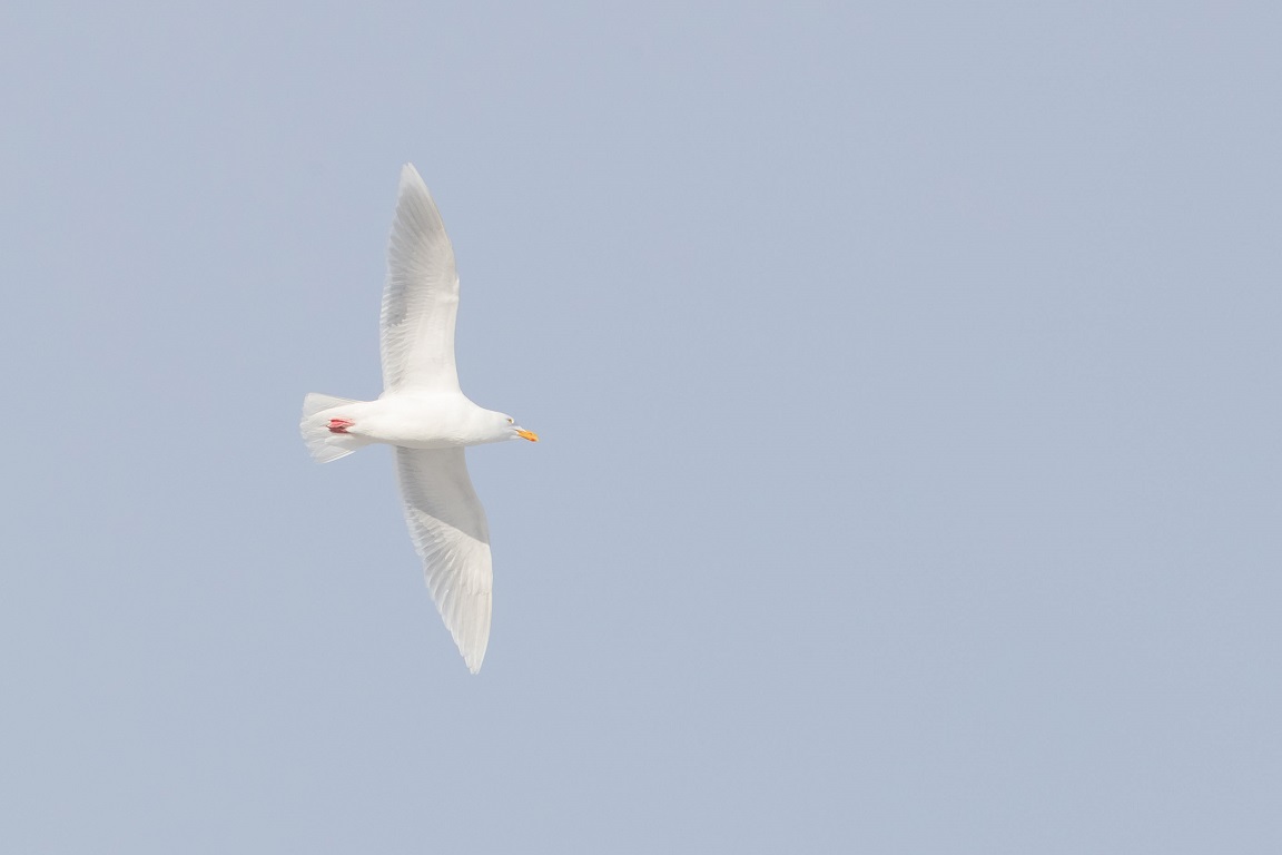 Vittrut, Glaucous gull, Larus hyperboreus