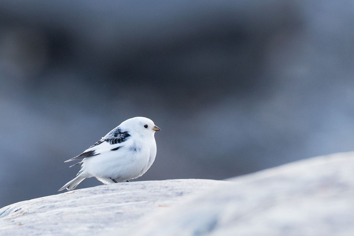 Snösparv, Snow Bunting, Plectrophenax nivalis