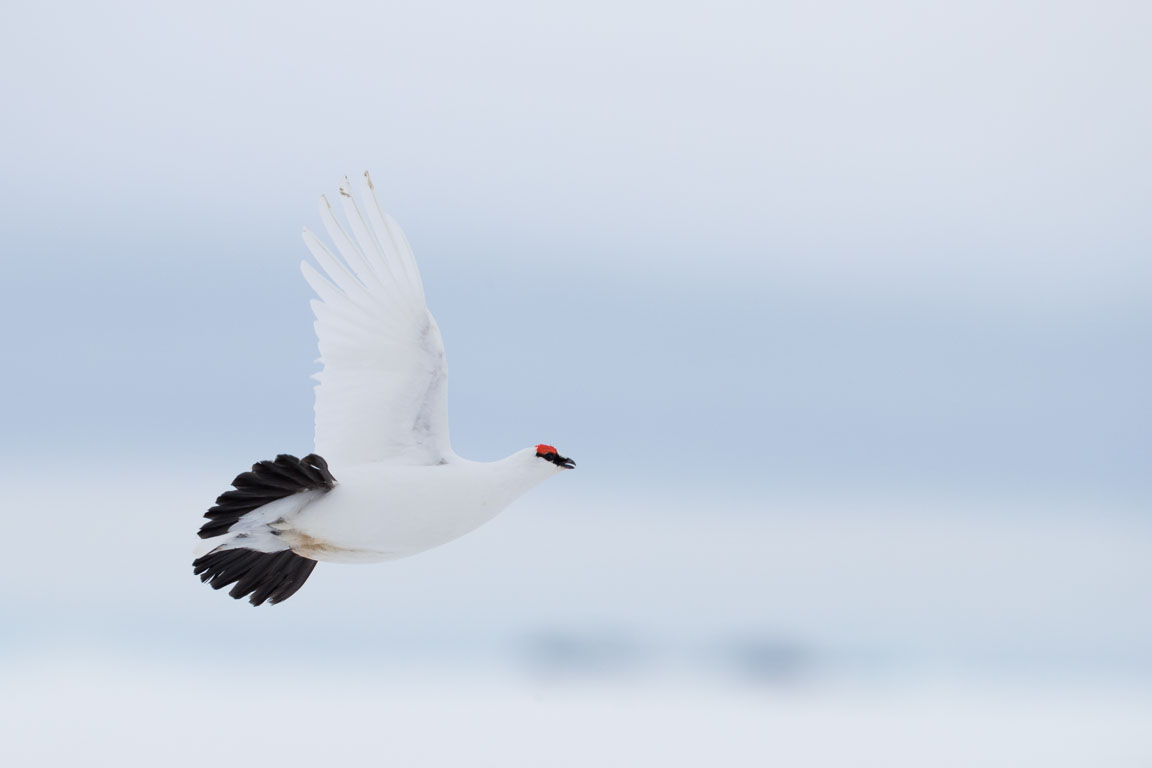 Fjällripa, Rock ptarmigan, Lagopus muta