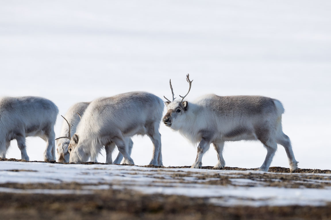 Svalbardsren, Svalbard reindeer, Rangifer tarandus platyrhynchus