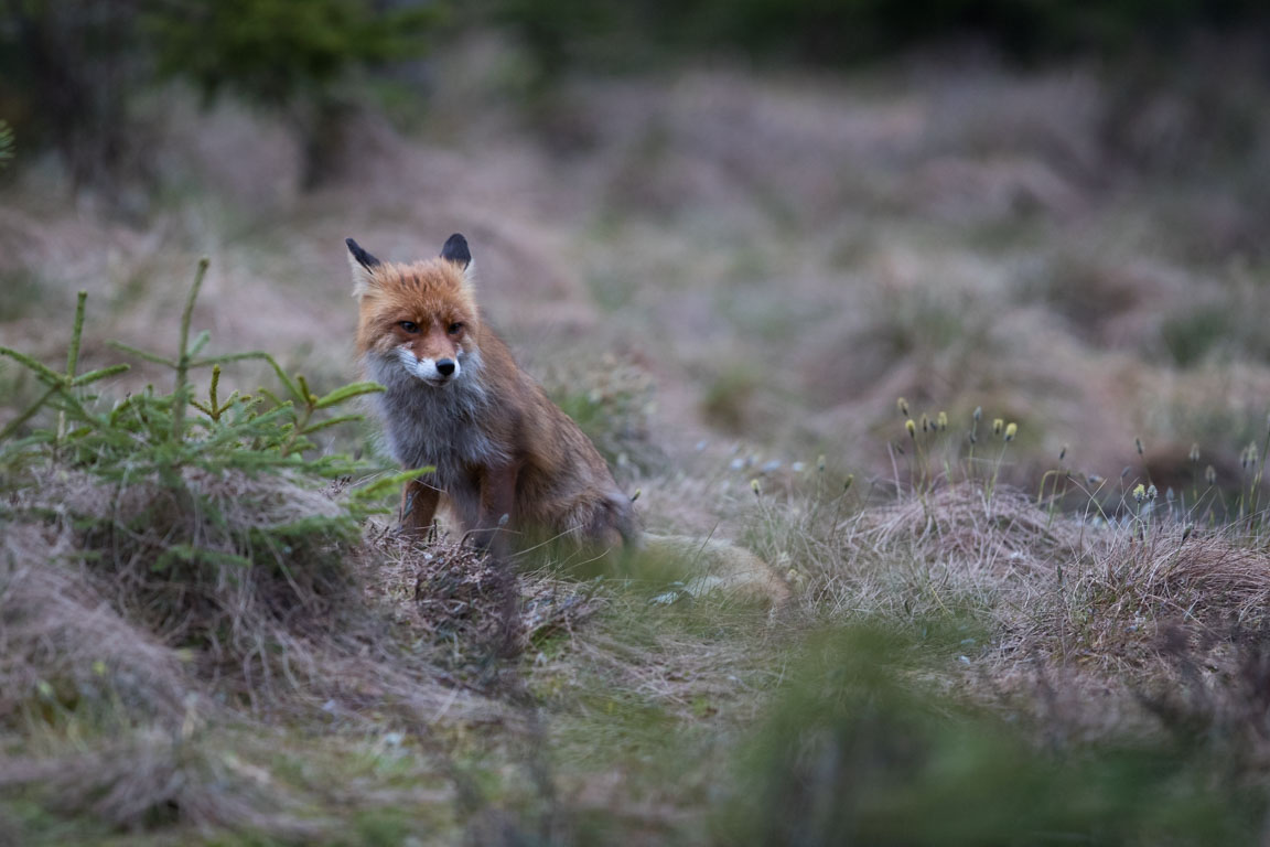 Rödräv, Fox, Vulpes vulpes