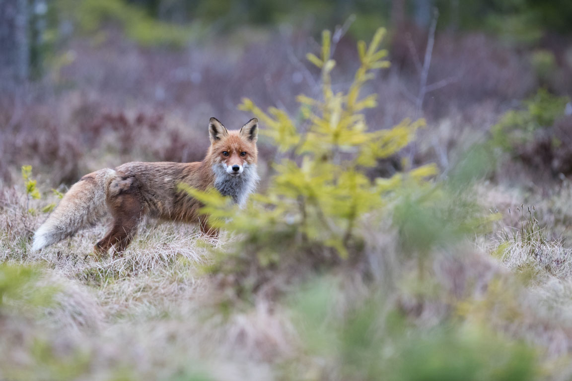 Rödräv, Fox, Vulpes vulpes