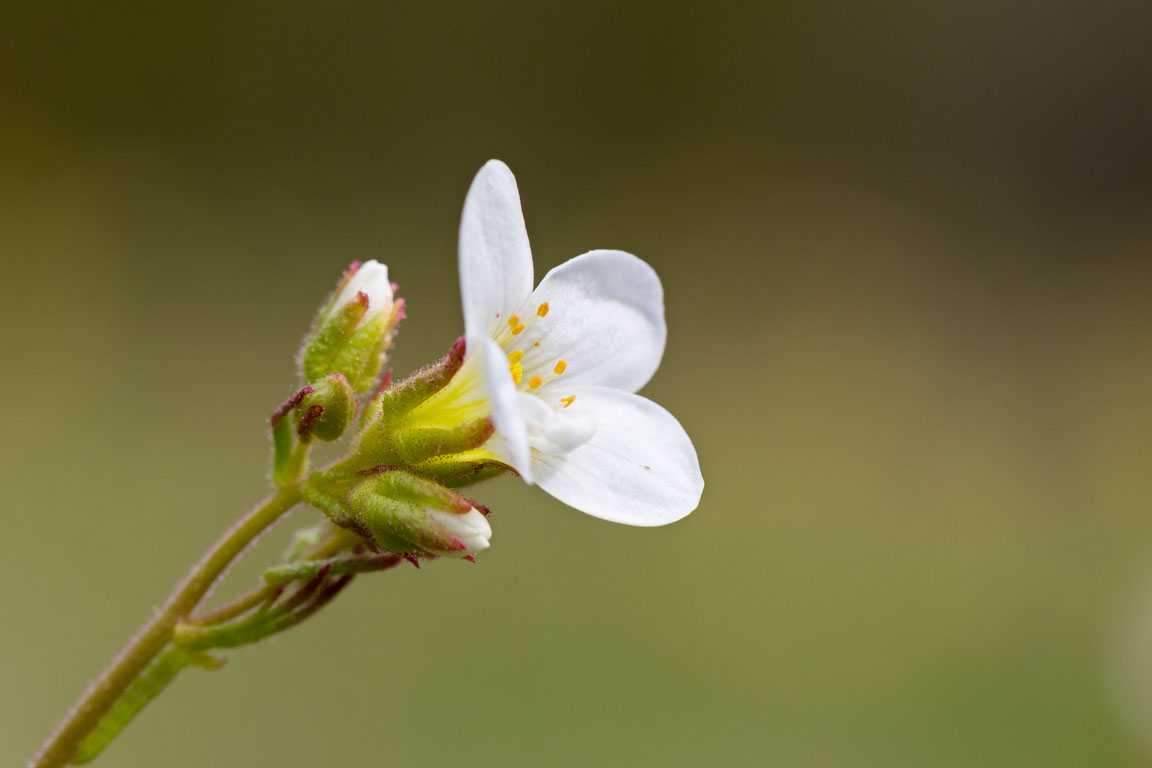 Mandelblom, Meadow saxifrage, Saxifraga granulata