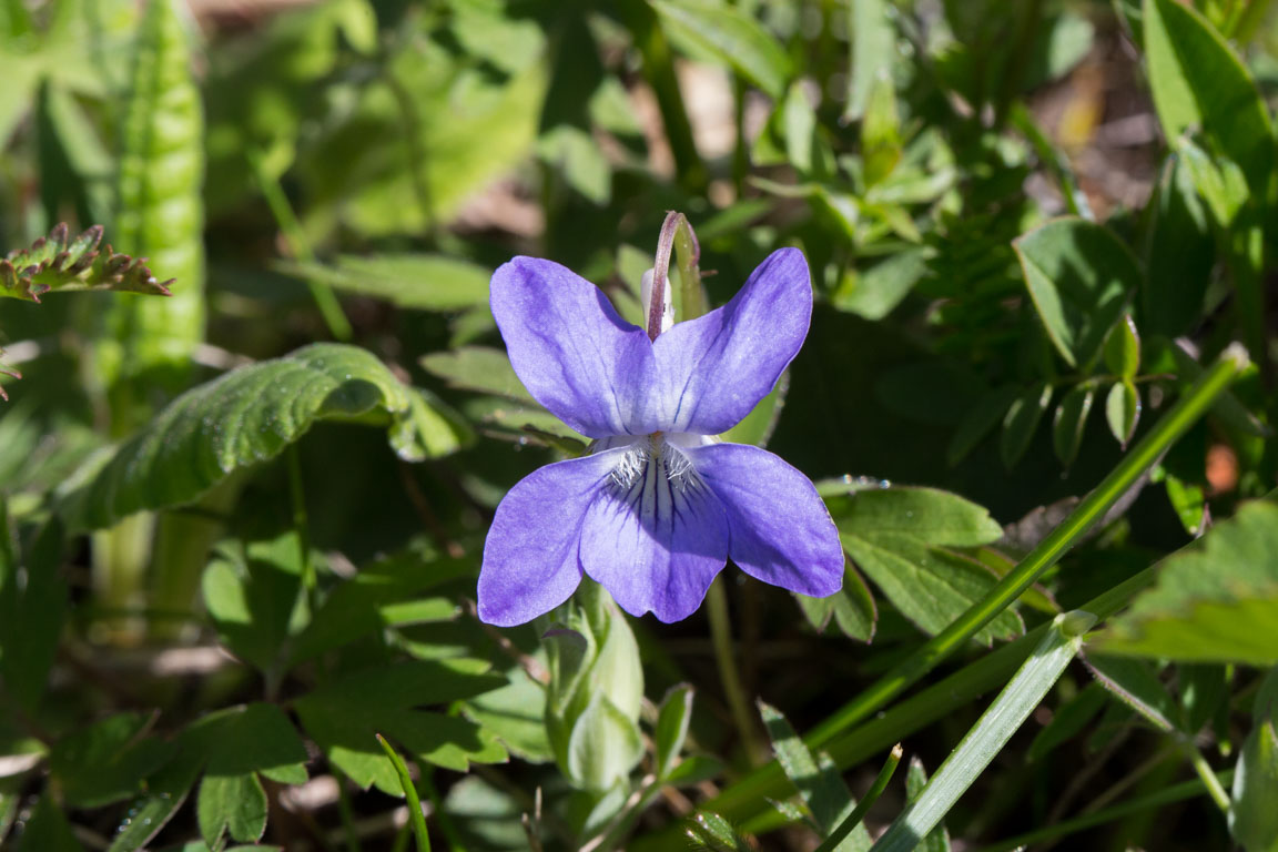 Skogsviol, Common dog-violet, Viola riviniana