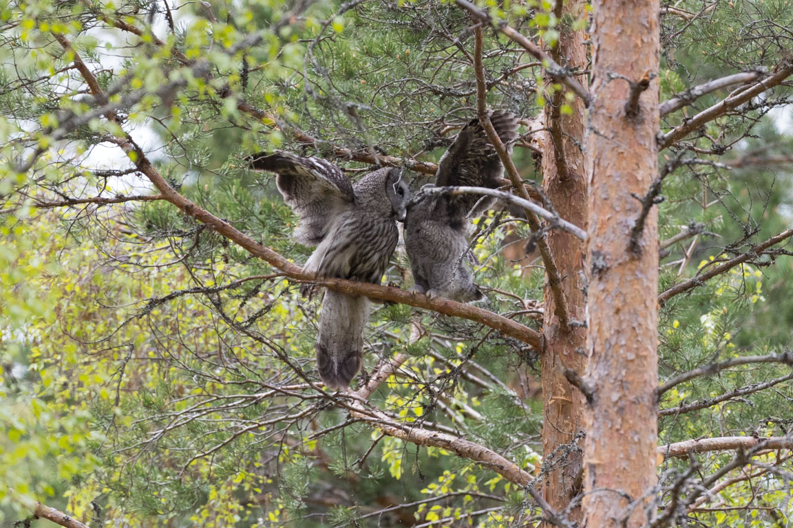 Den som skriker högst