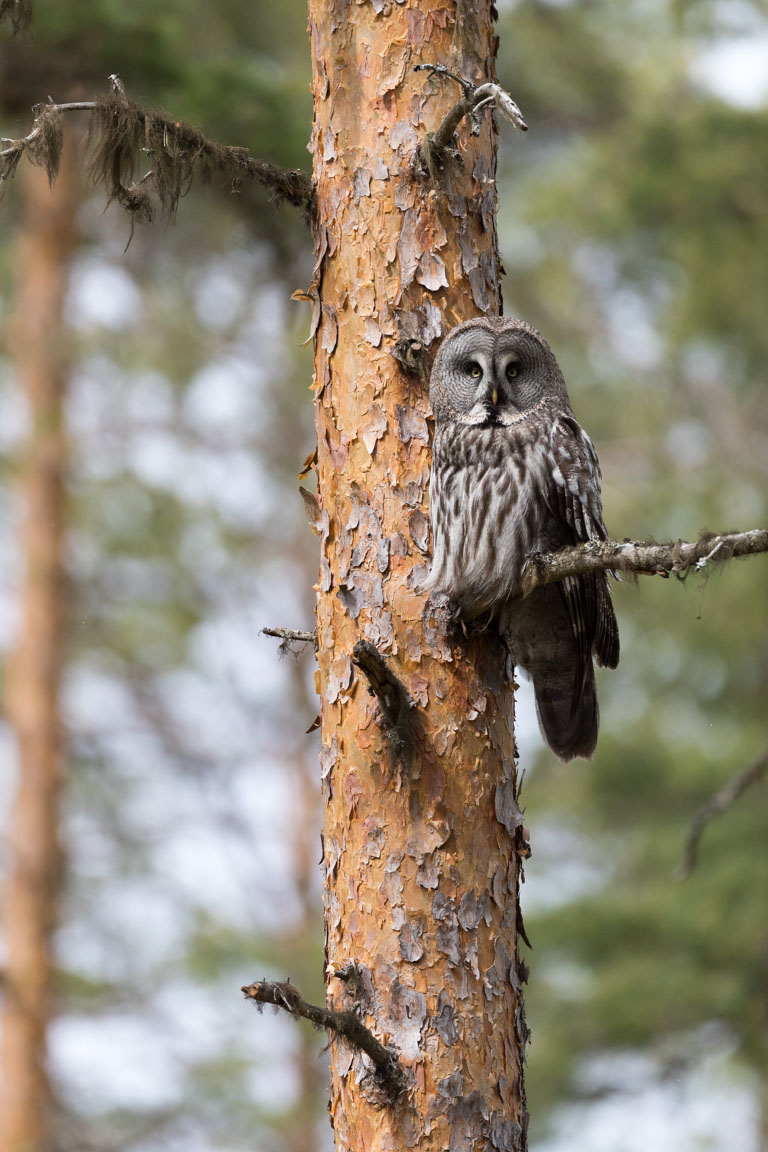 Lappuggla, Great Grey Owl, Strix nebolusa