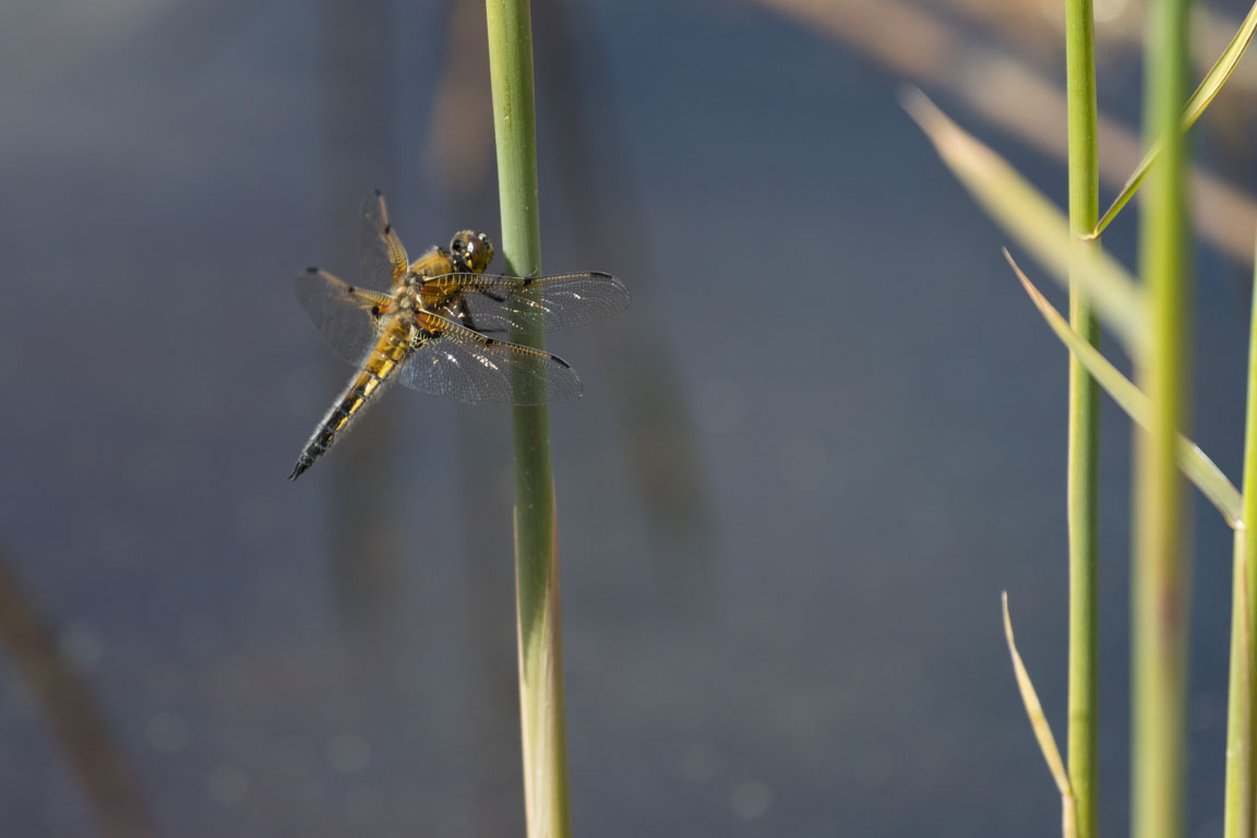 Fyrfläckig trollslända, Four-spotted Chaser, Libellula quadrimaculata