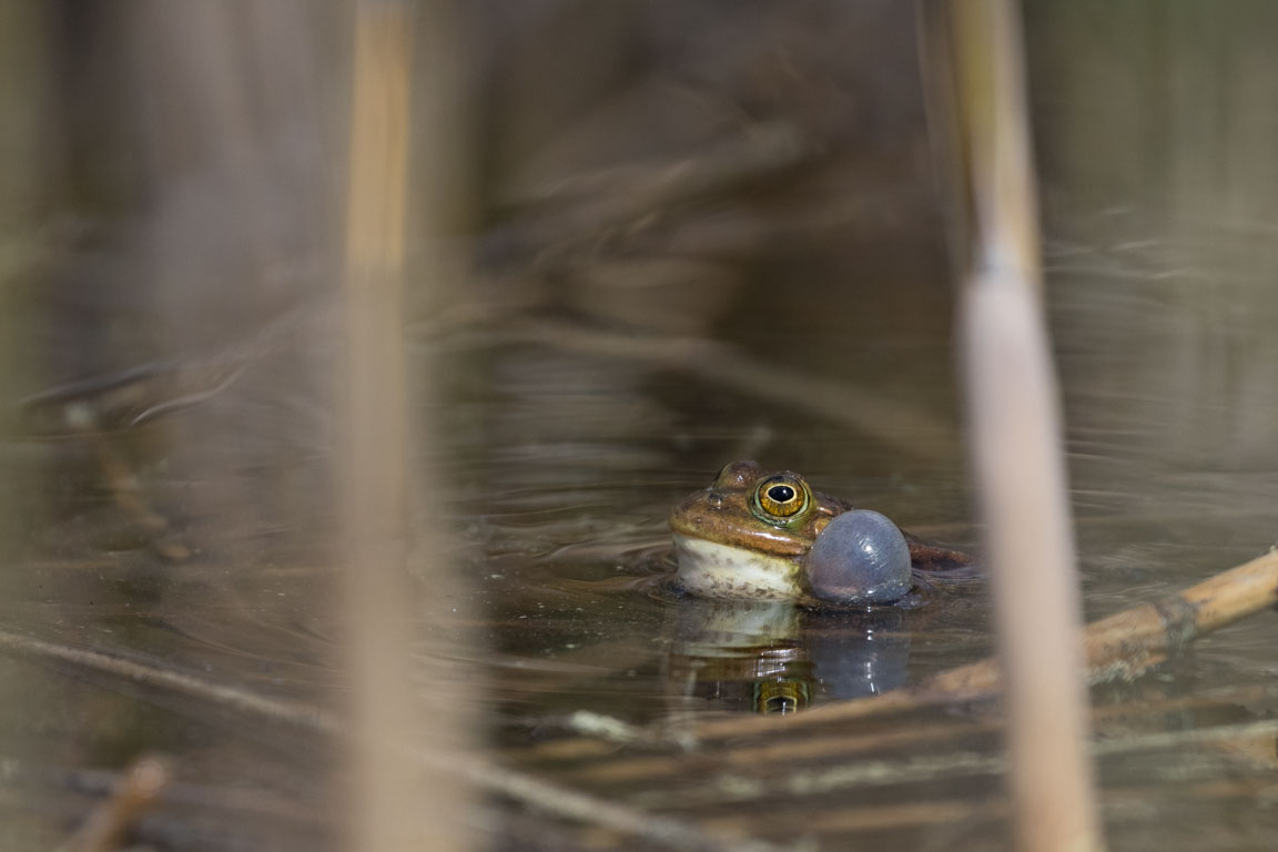 Gölgroda, Pool frog, Pelophylax lessonae