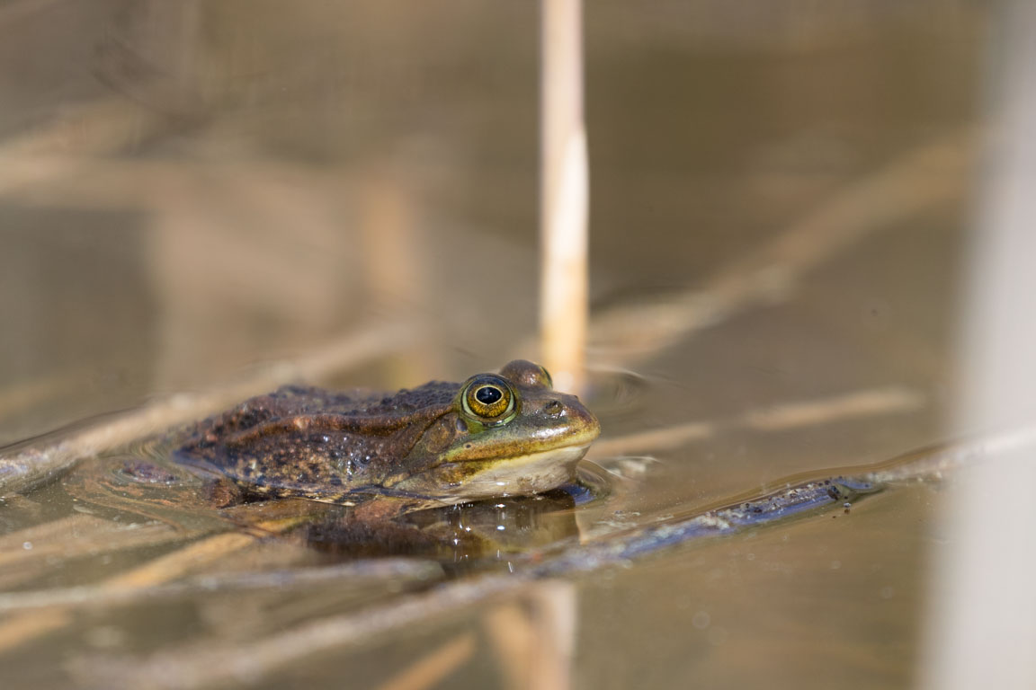Gölgroda, Pool frog, Pelophylax lessonae