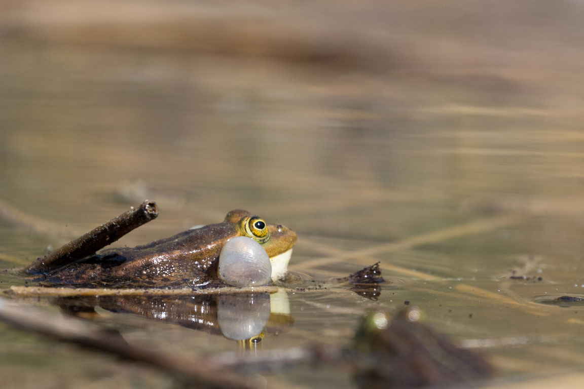 Gölgroda, Pool frog, Pelophylax lessonae