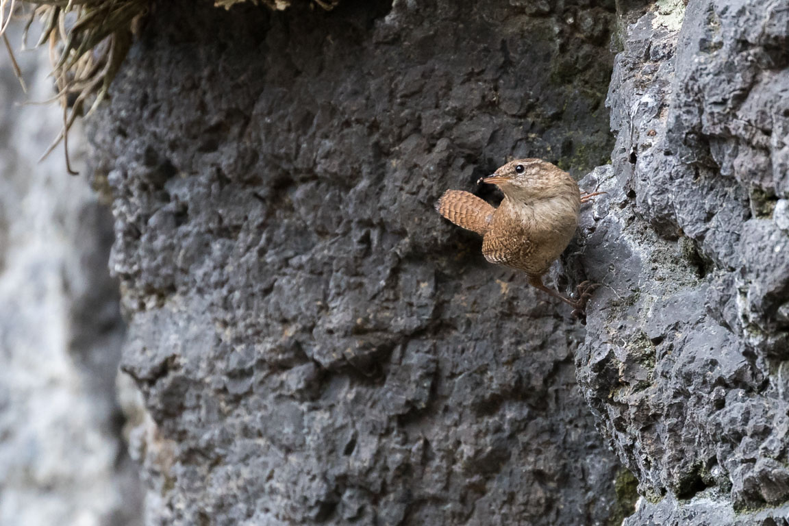 Troglodytes troglodytes borealis