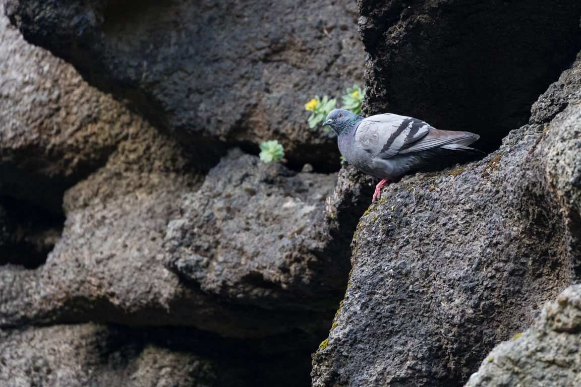 Klippduva, Rock dove, Columba livia