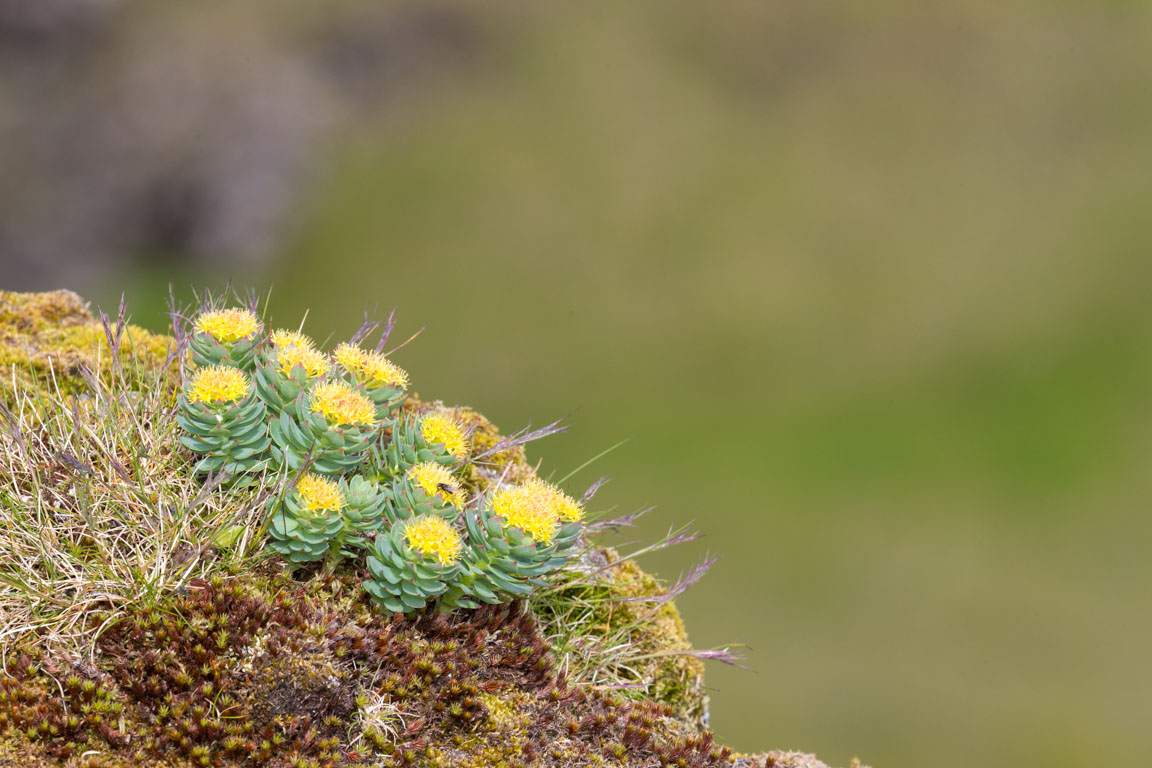 Gula blommor