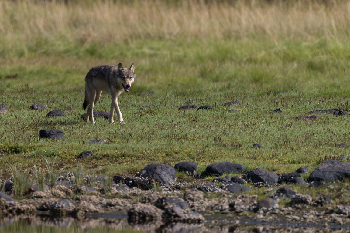 Kustvarg, Coastal wolf, Canis lupus columbianus