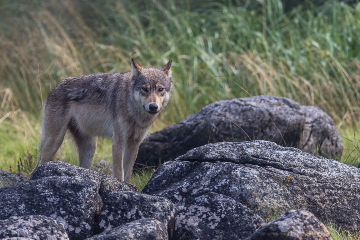 Kustvarg, Coastal wolf, Canis lupus columbianus