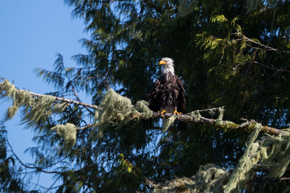 Bald Eagle