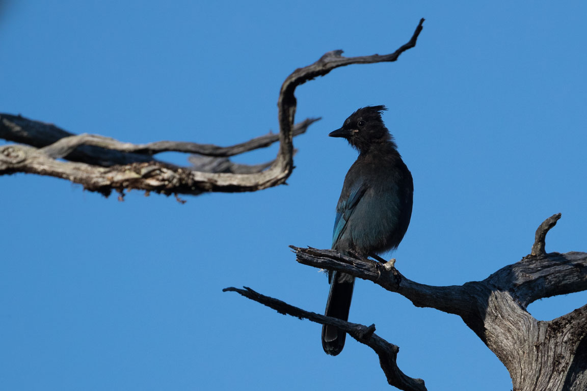 Stellerskrika, Steller's Jay, Cyanocitta stelleri