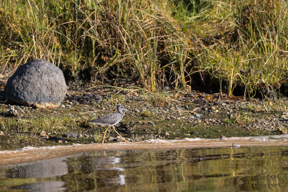 Större gulbena, Greater yellowlegs, Tringa melanoleuca