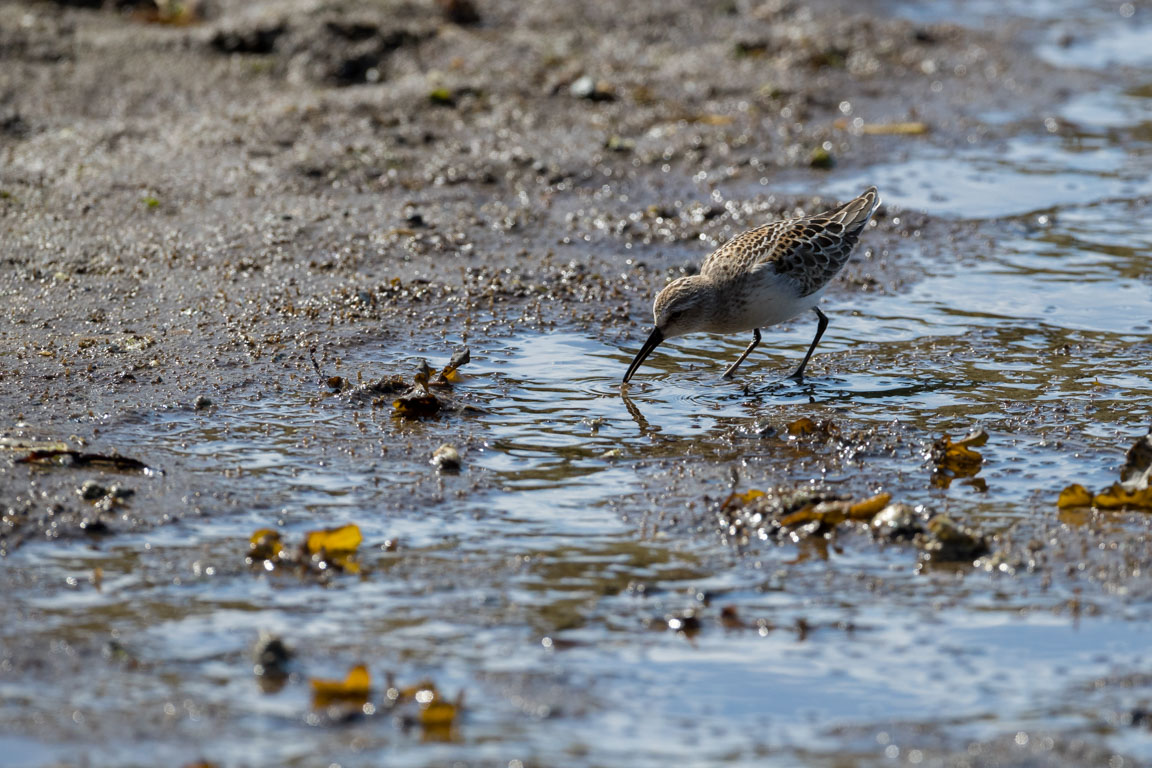 Tundrasnäppa, Western sandpiper, Calidris mauri