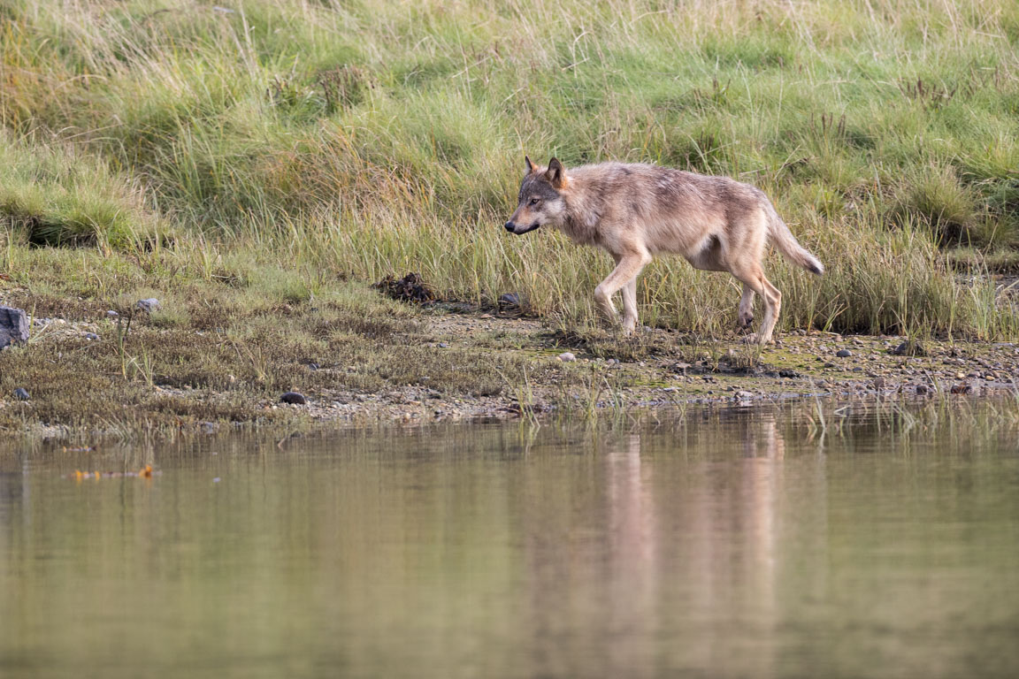 Coastal wolf