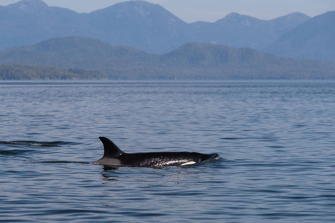Späckhuggare, Killer whale, Orcinus orca