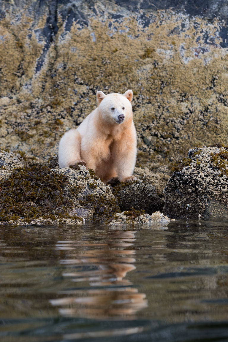 Andebjörn, Spirit bear, Ursus americanus kermodei