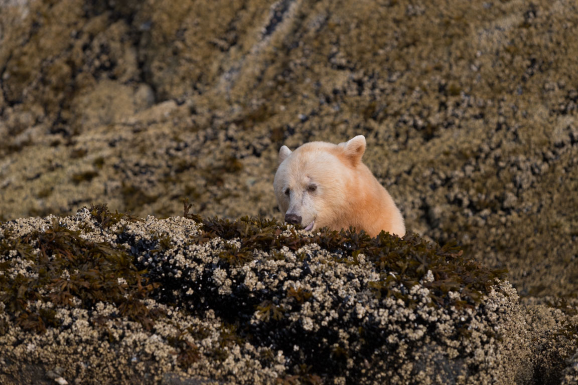 Andebjörn, Spirit bear, Ursus americanus kermodei