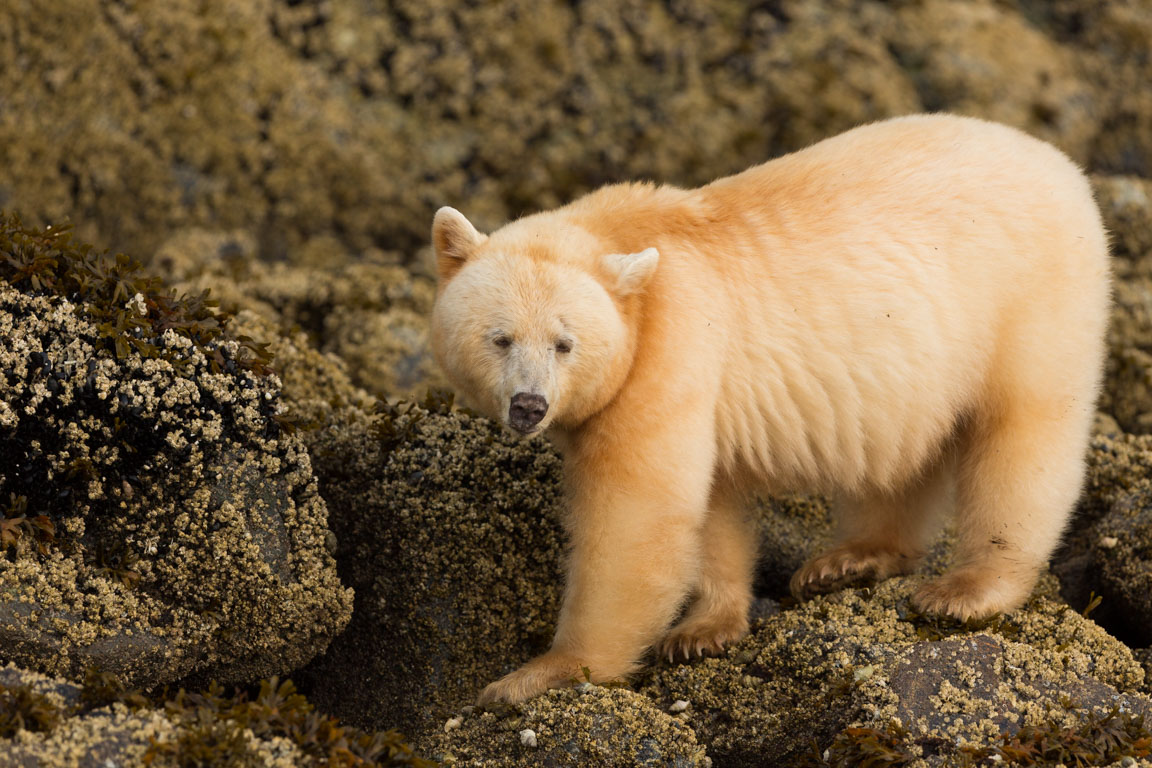 Andebjörn, Spirit bear, Ursus americanus kermodei